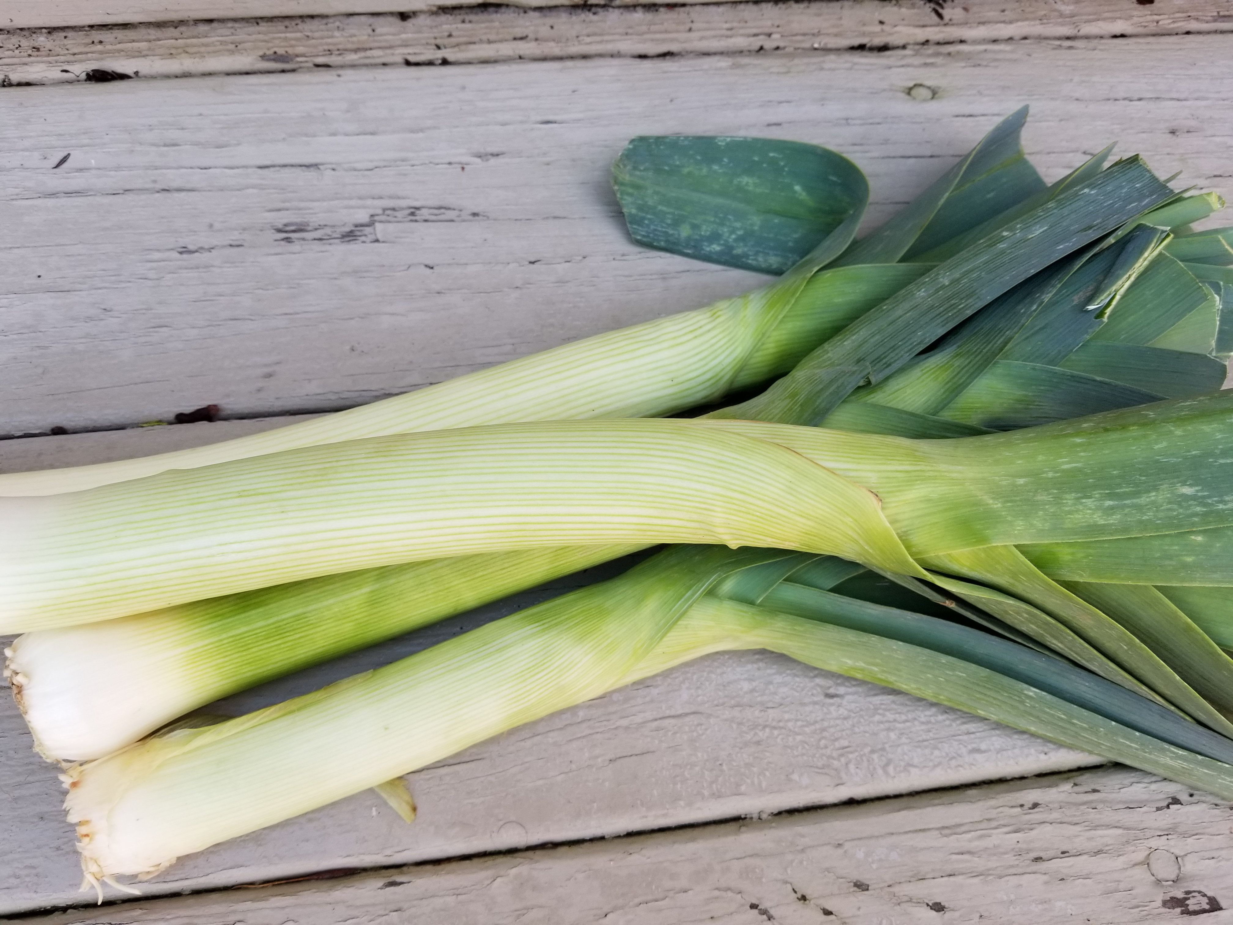 Leek