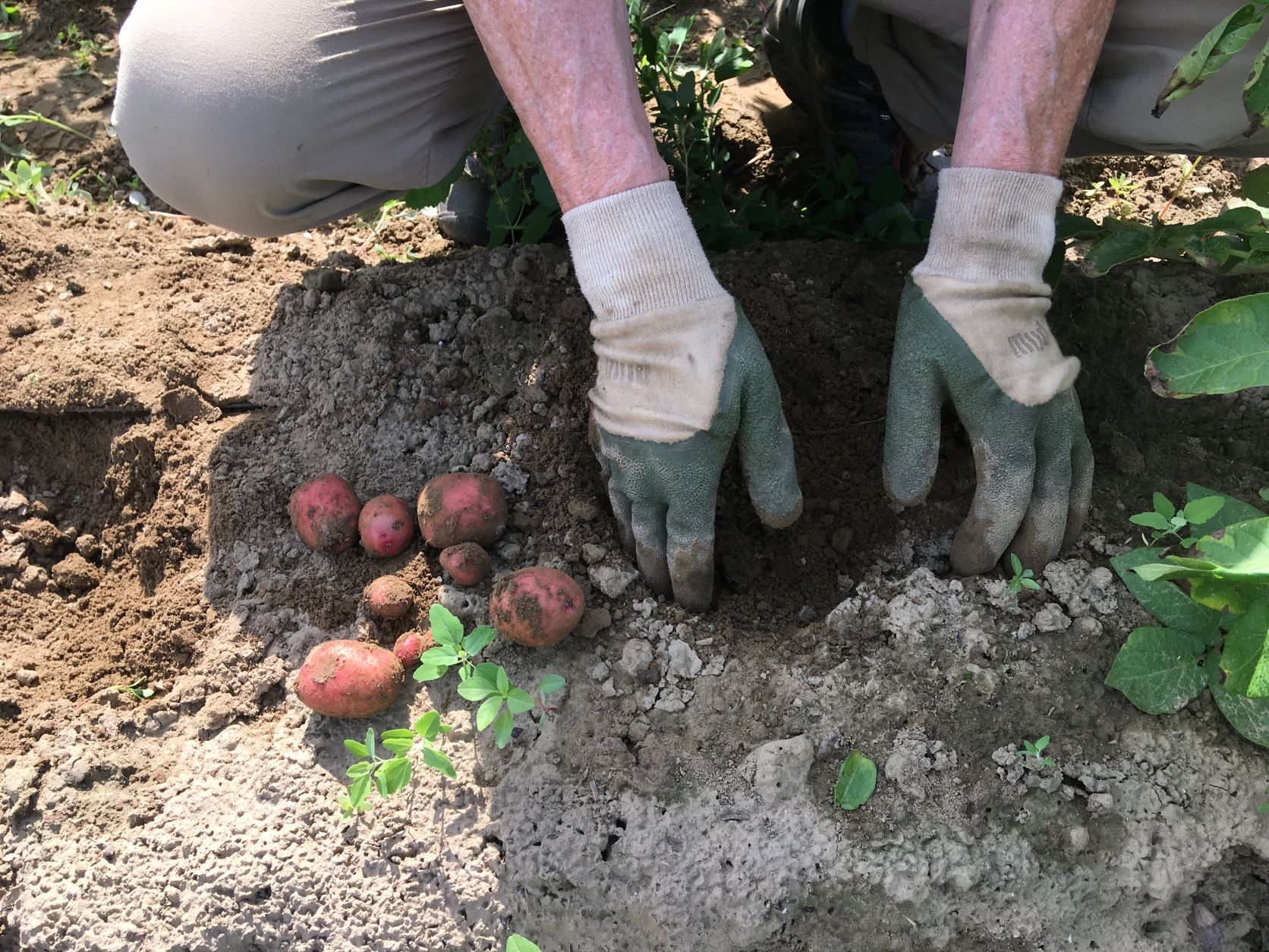 Potato Gleaning Community Service Opportunity