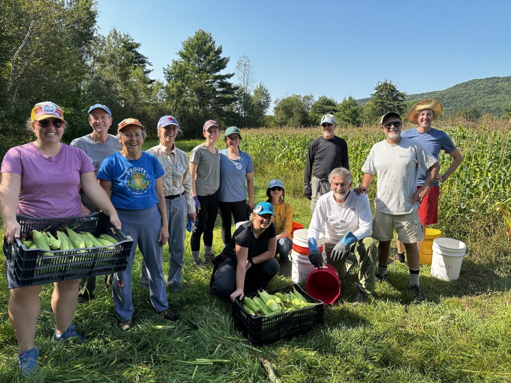 Willing Hands's volunteers gleaning corn
