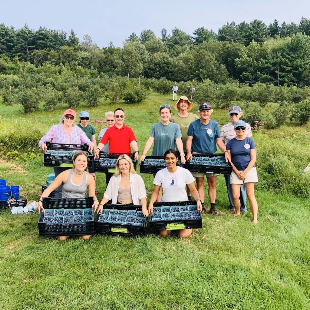 Volunteers holding bins full of blueberries on a hillside