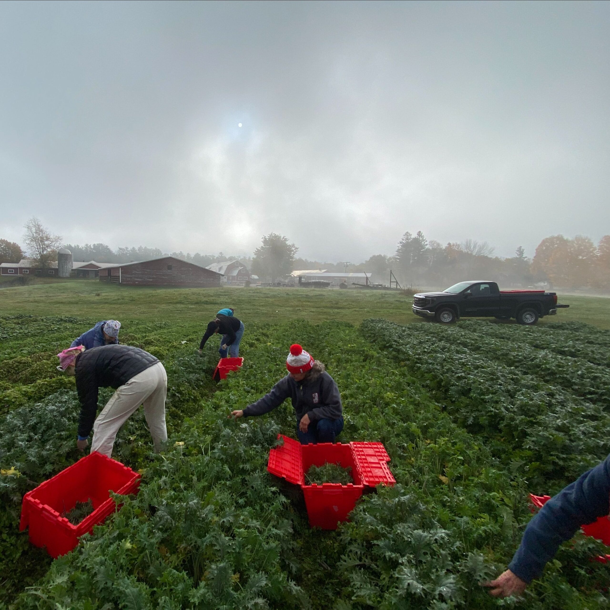 A group of volunteers harvesting greens from a field. They are filling red bins. It is a a foggy day but a pick up truck and farm can be seen in the background.