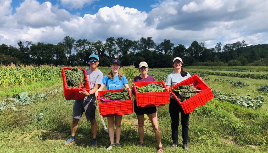 Four volunteers standing in a sunny field holding red bins filled with greens.