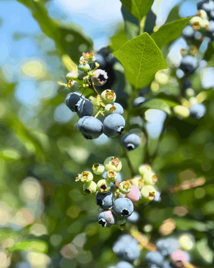A branch of blueberries at Bartlett’s Blueberry Farm.