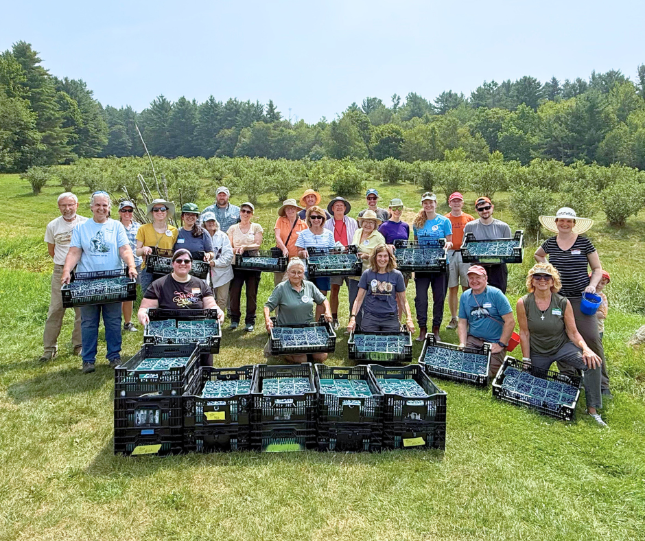 Volunteers display their gleaned blueberries at Hill Farm.