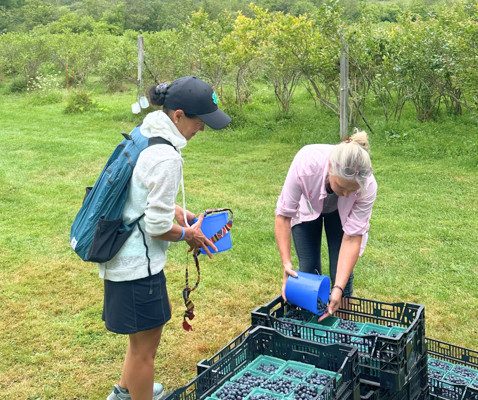 Volunteers deposit their gleaned blueberries into pints at Green Dragon Farm.