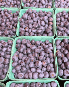 Pints of blueberries gleaned from Rich’s Blueberry Patch.
