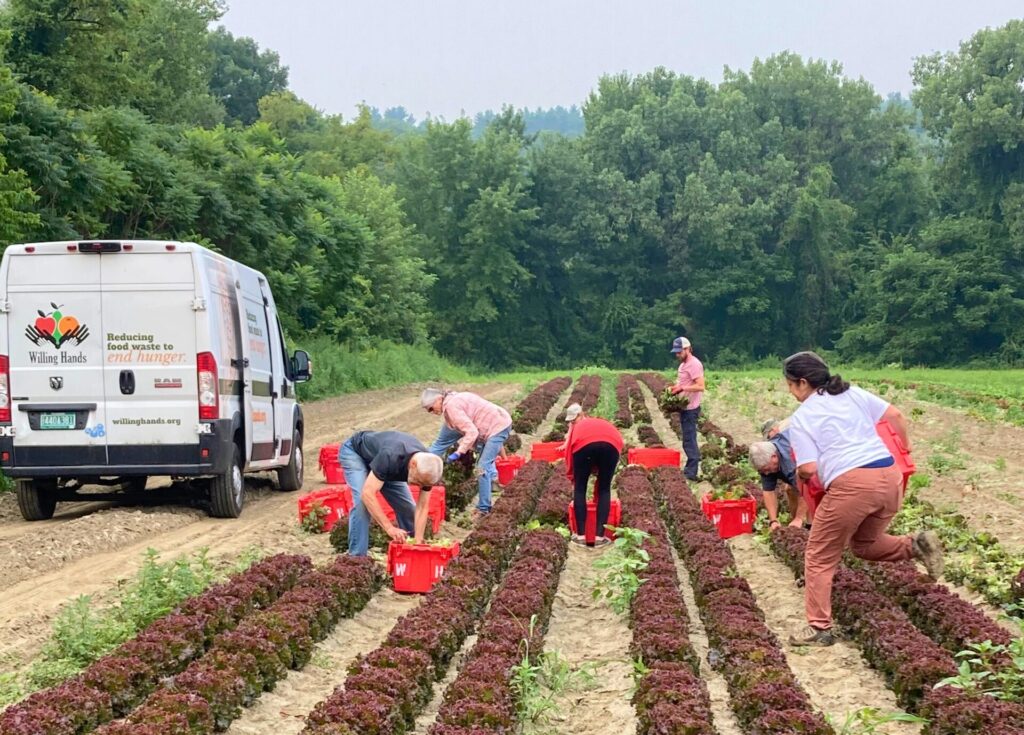 A group of volunteers gleaning lettuce in a field.