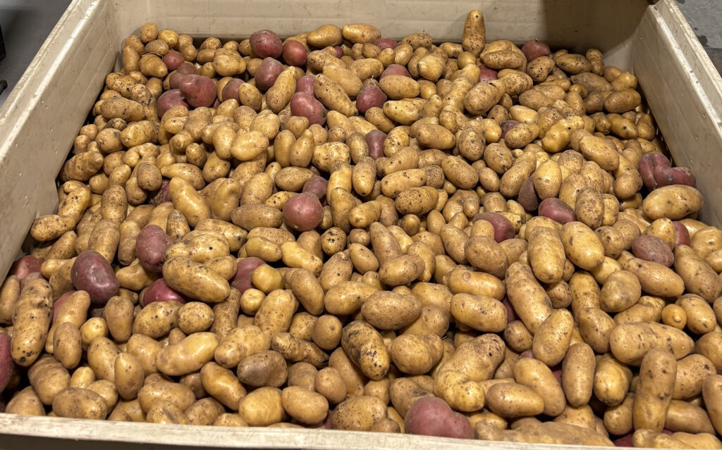 A large bin of potatoes