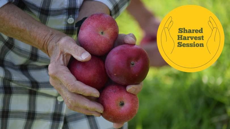 A close-up image of two hands holding several red apples. The person holding the apples is clearly outside, and is wearing a plaid shirt. In the corner, a small yellow badge has been added to the image reading "shared harvest session"